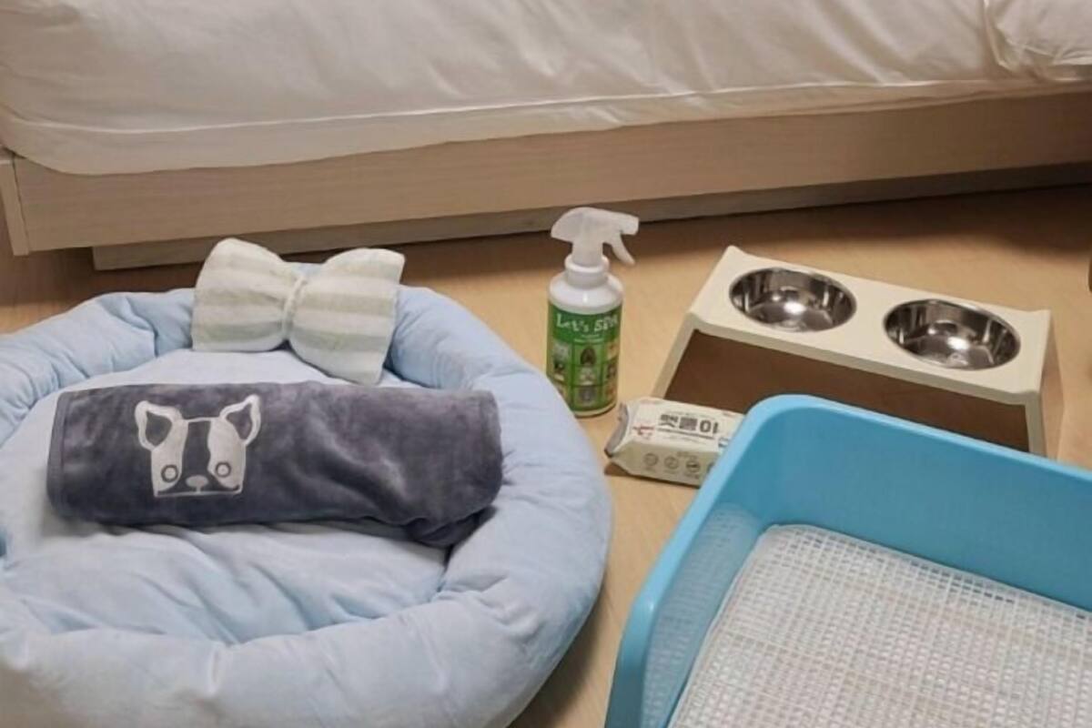 Uma cama para animais de estimação, um borrifador, uma tigela de comida e uma caixa de areia em um piso de madeira.