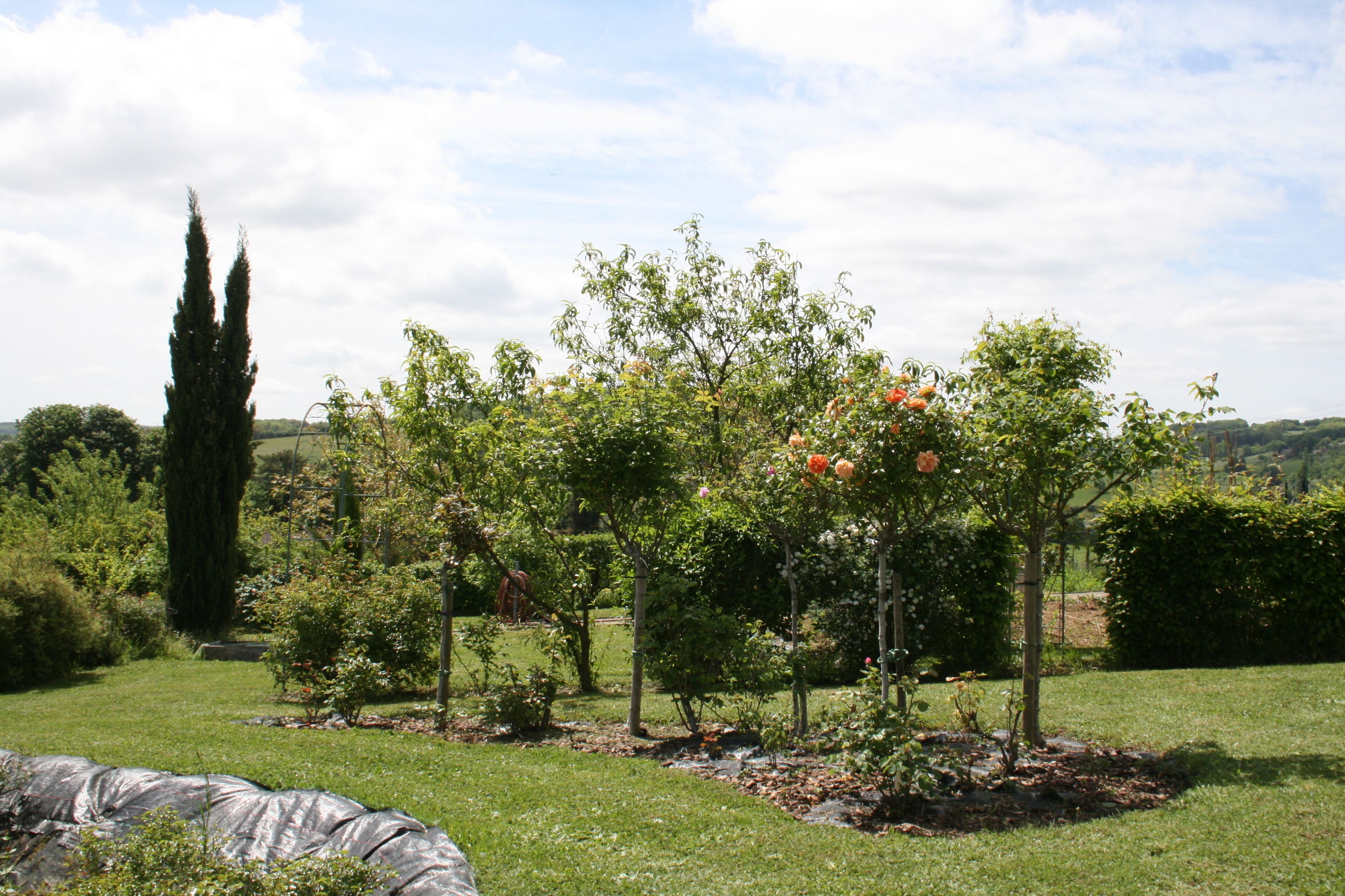 A garden with various trees and shrubs, a grassy lawn, and a stone pathway.