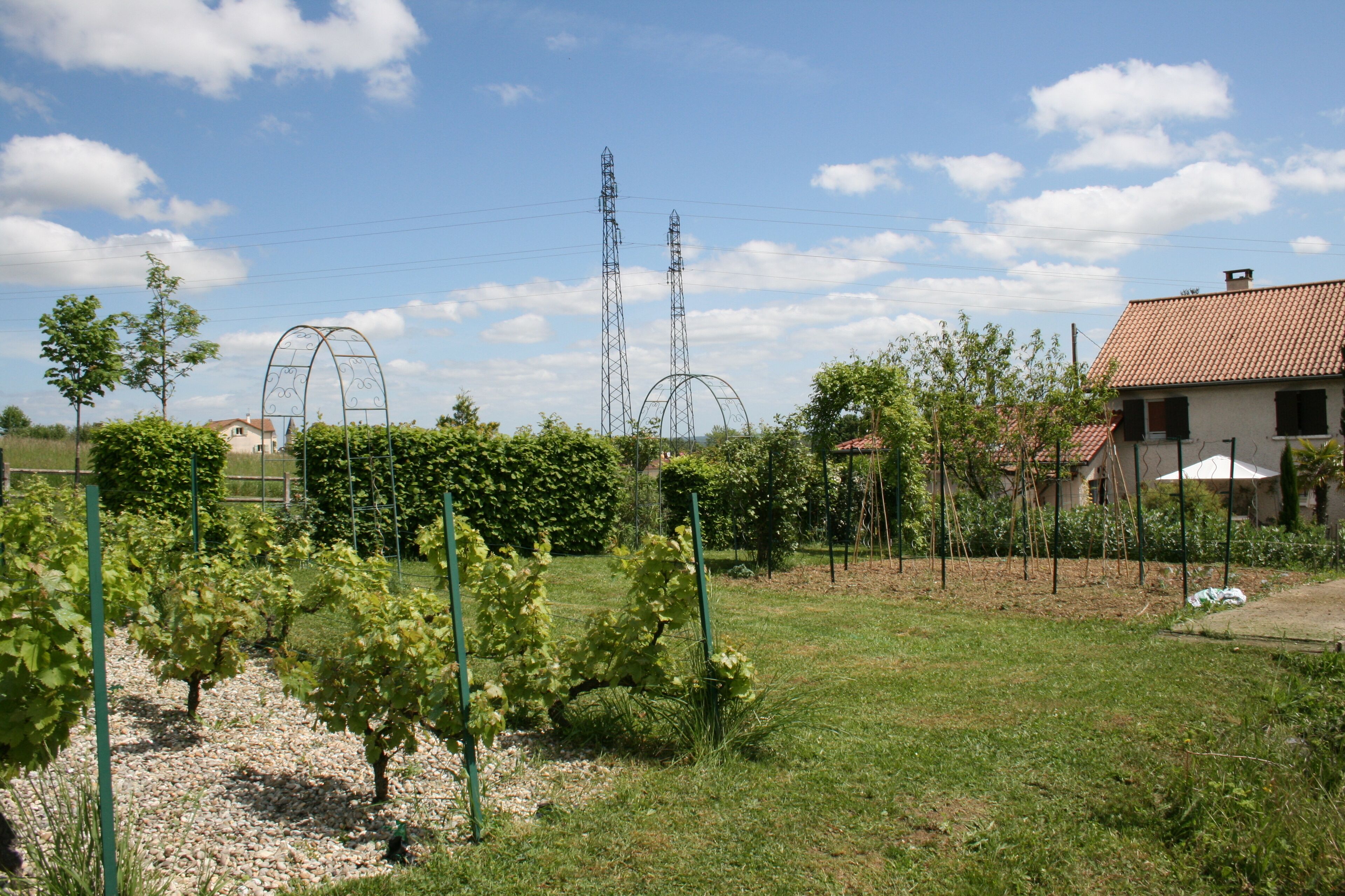 A vineyard with rows of grapevines, a house with a red-tiled roof, and power lines in the background.