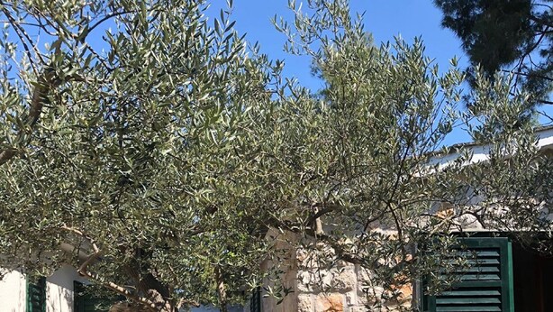 A stone building with a tree in front, a metal railing, and a stone pathway. - Holiday Home Pavarotti (Supetar)