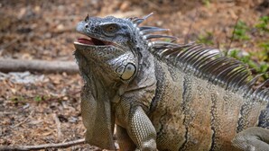 A close-up of a large reptile with a textured skin and prominent scales. - Split-level Tropical Cottage With AC Near San Ignacio Perfect Base for Exploring (San Ignacio)