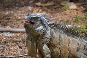 A close-up of a large reptile with a textured skin and prominent scales.