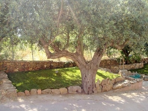 An ancient olive tree stands proudly in a beautifully manicured lawn, surrounded by a stone border and a stone wall.