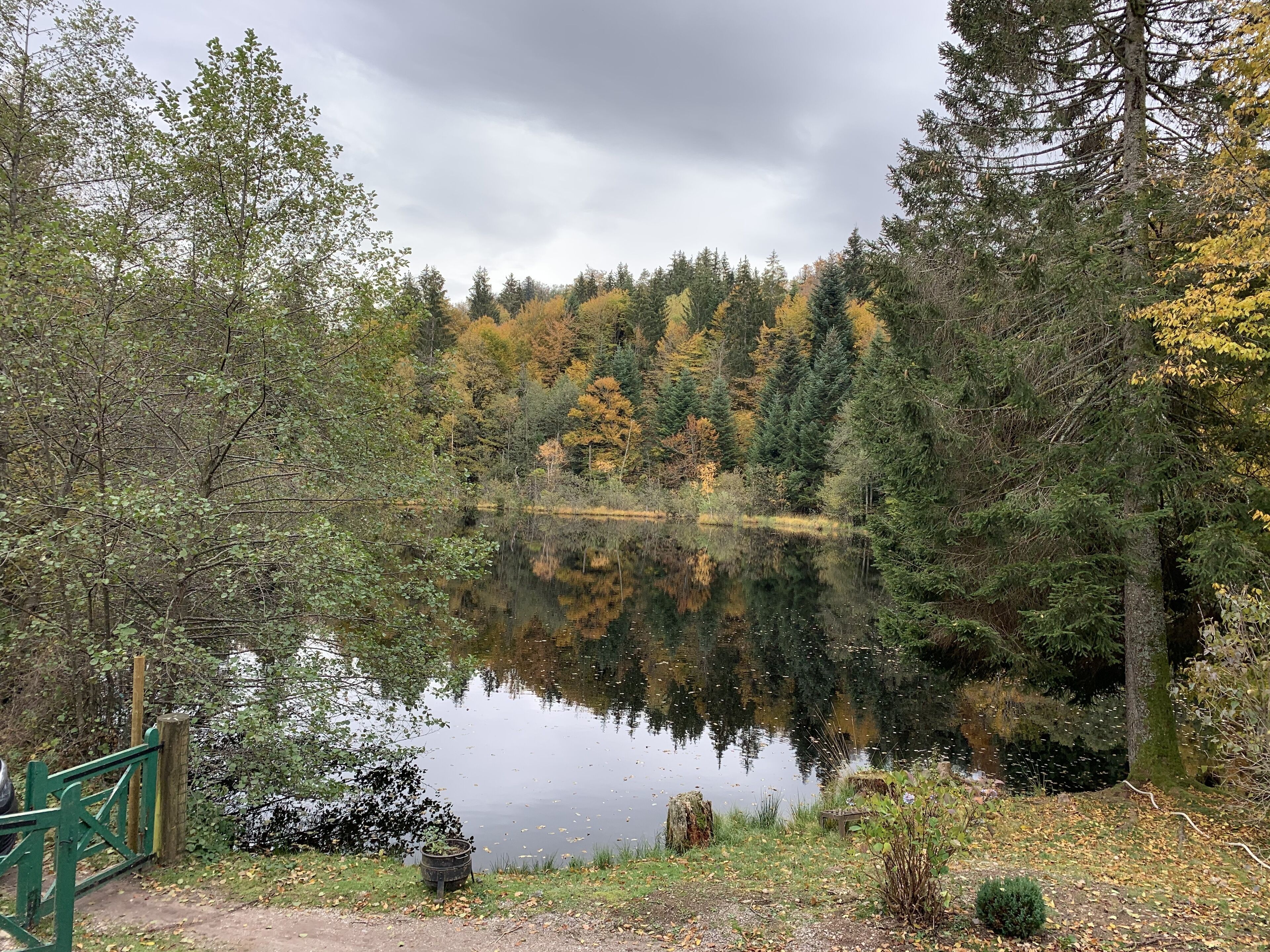 Un lago tranquilo rodeado de un bosque frondoso, con un reflejo claro de los árboles.