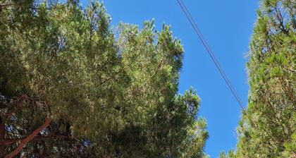 All'ombra del Pino - Vista Mare