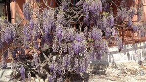 En blåregnsranka med lila blommor framför en byggnad.