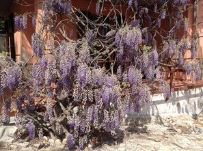 A wisteria plant with purple flowers in front of a building.