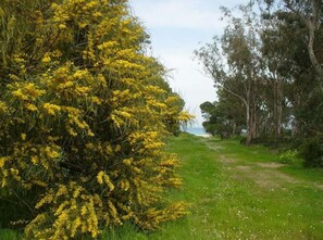Um caminho leva a uma praia, com árvores floridas de amarelo e vegetação verde densa.