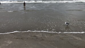 En strand med vågor och en mås.
