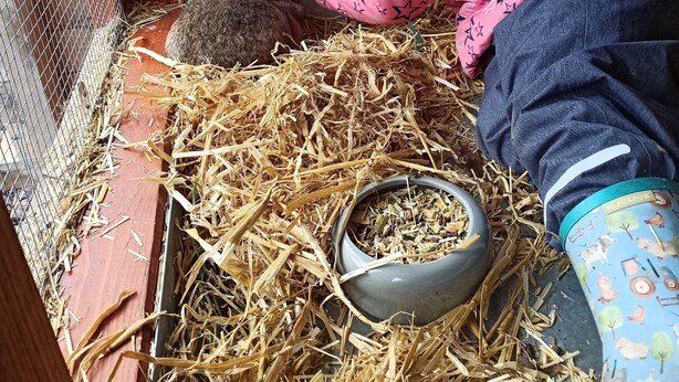 A person interacting with a rabbit in a pen with hay and a feeding bowl.