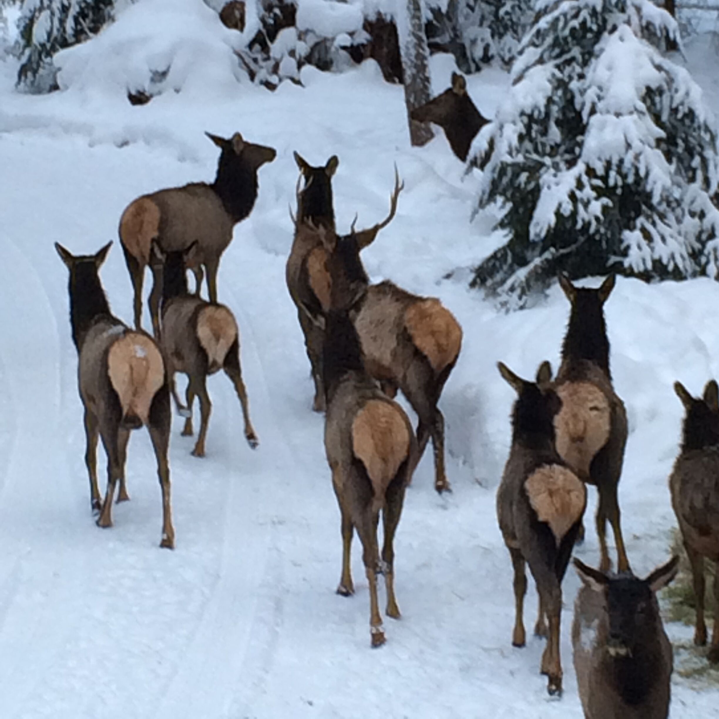 Um grupo de alces caminhando por uma trilha coberta de neve.