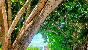 A pathway surrounded by trees and foliage, leading to a building in the distance. - Enchanted Private Island Oasis Steps To Beach, Tropical Yard & Charm Filled Home (Placida)