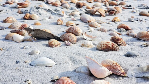 A beach with numerous seashells scattered across the sand. - Enchanted Private Island Oasis Steps To Beach, Tropical Yard & Charm Filled Home (Placida)