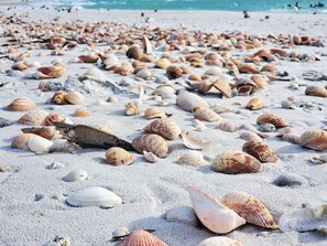 Une plage où de nombreux coquillages sont dispersés sur le sable.