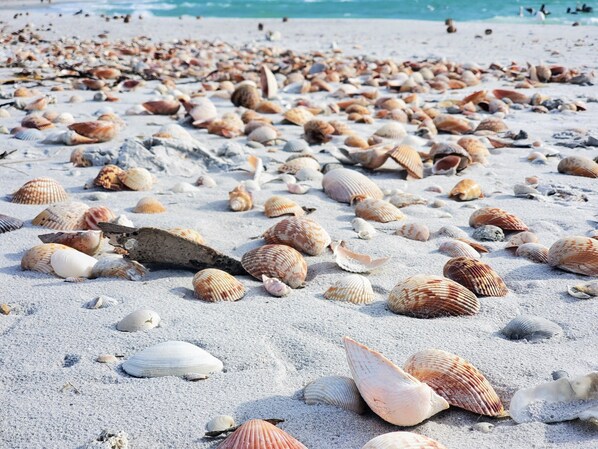 Playa en los alrededores, camastros y toallas de playa 