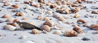 Enchanted Private Island Oasis Steps To Beach, Tropical Yard & Charm Filled Home