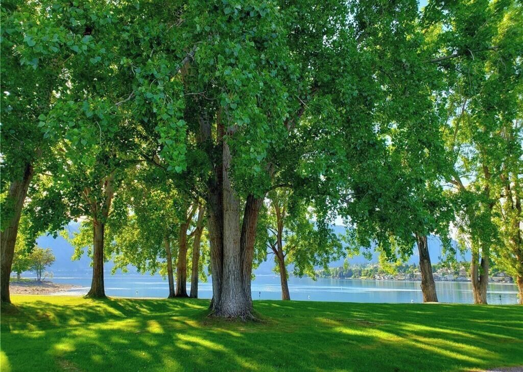 A park with trees and a lake.