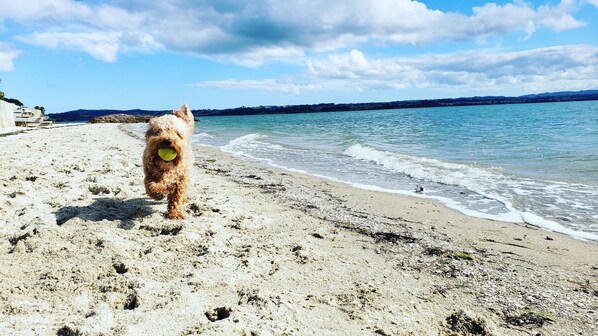 A dog on a sandy beach with a body of water and distant hills.