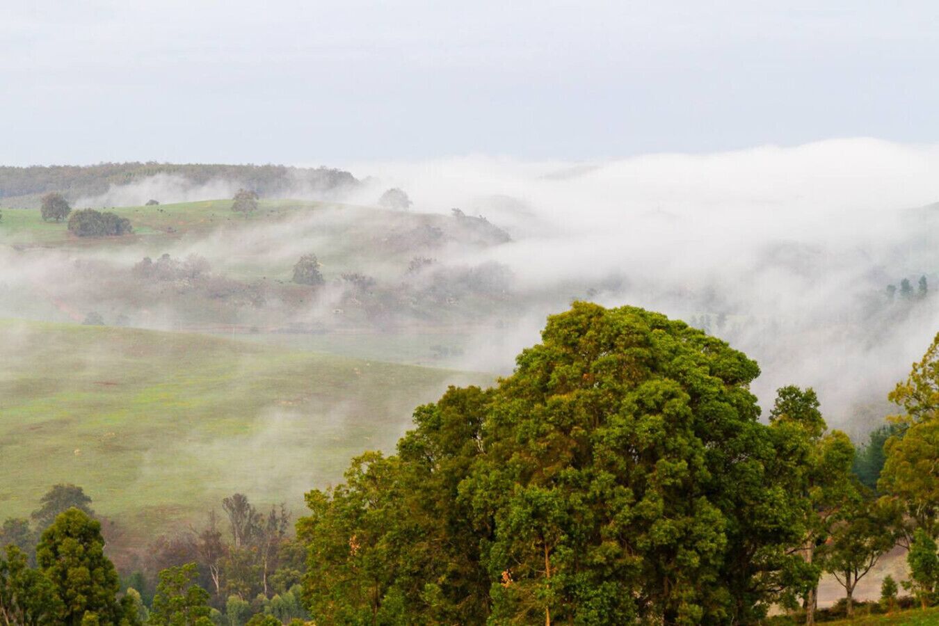 Un paysage de collines douces, de forêts denses et d’une atmosphère brumeuse.