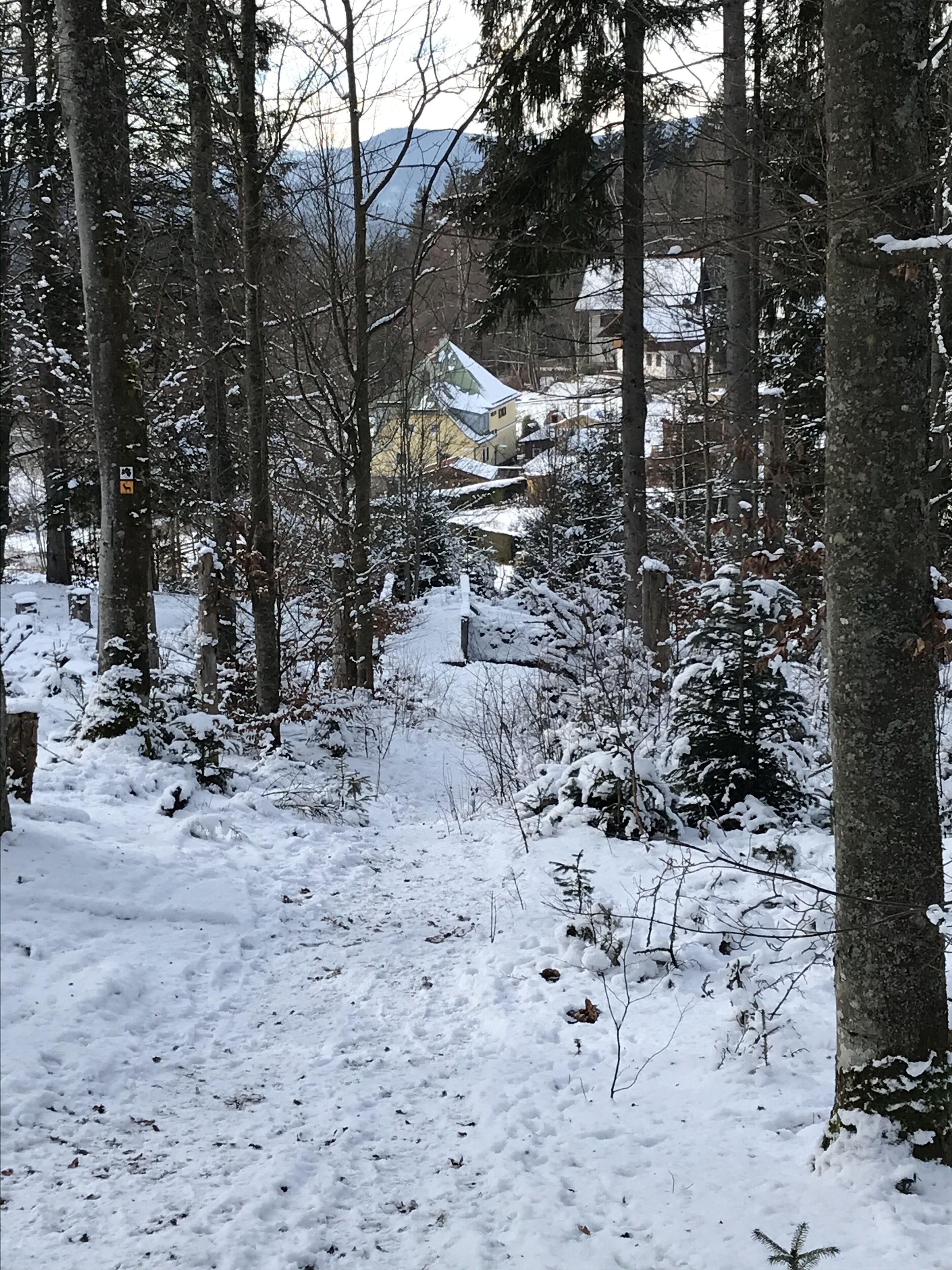 A snowy forest path leading to a building with a sloped roof.