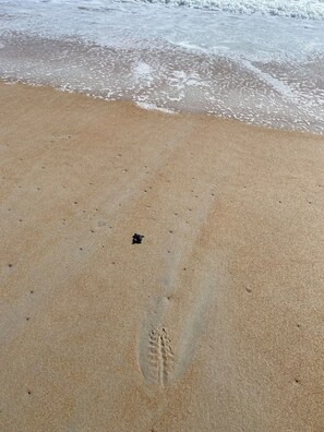 Ubicación a pie de playa, tumbonas y toallas de playa
