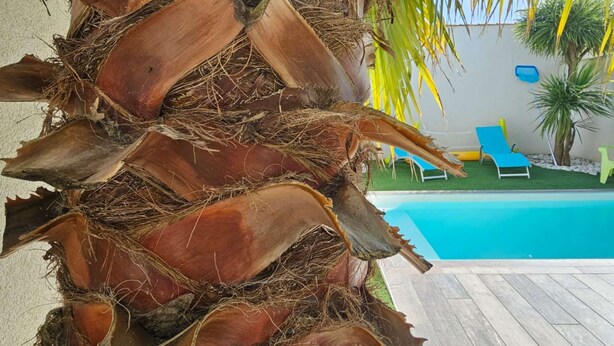 A palm tree trunk, a pool, and lounge chairs. - La Maline**** Piscine chauffée et salle de jeux (Sainte-Soulle)