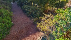 A gravel path leading through a garden with various plants and trees.