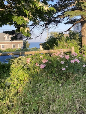 A garden with pink flowers, a wooden fence, and a house in the background. - Little Compton: Sweeping ocean view, 5min walk 2 beach, big yard w/ patio, 4 BRs (Little Compton)