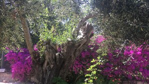 Ein Baum mit einem dicken Stamm und Ästen, umgeben von dichtem Grün und leuchtend rosa Blüten.