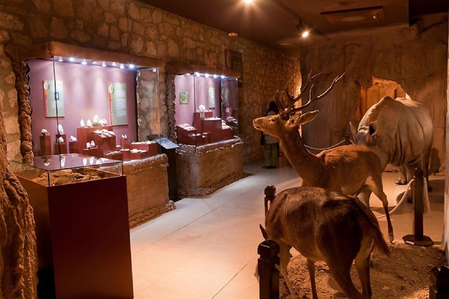 A museum exhibit with taxidermy animals and glass display cases.