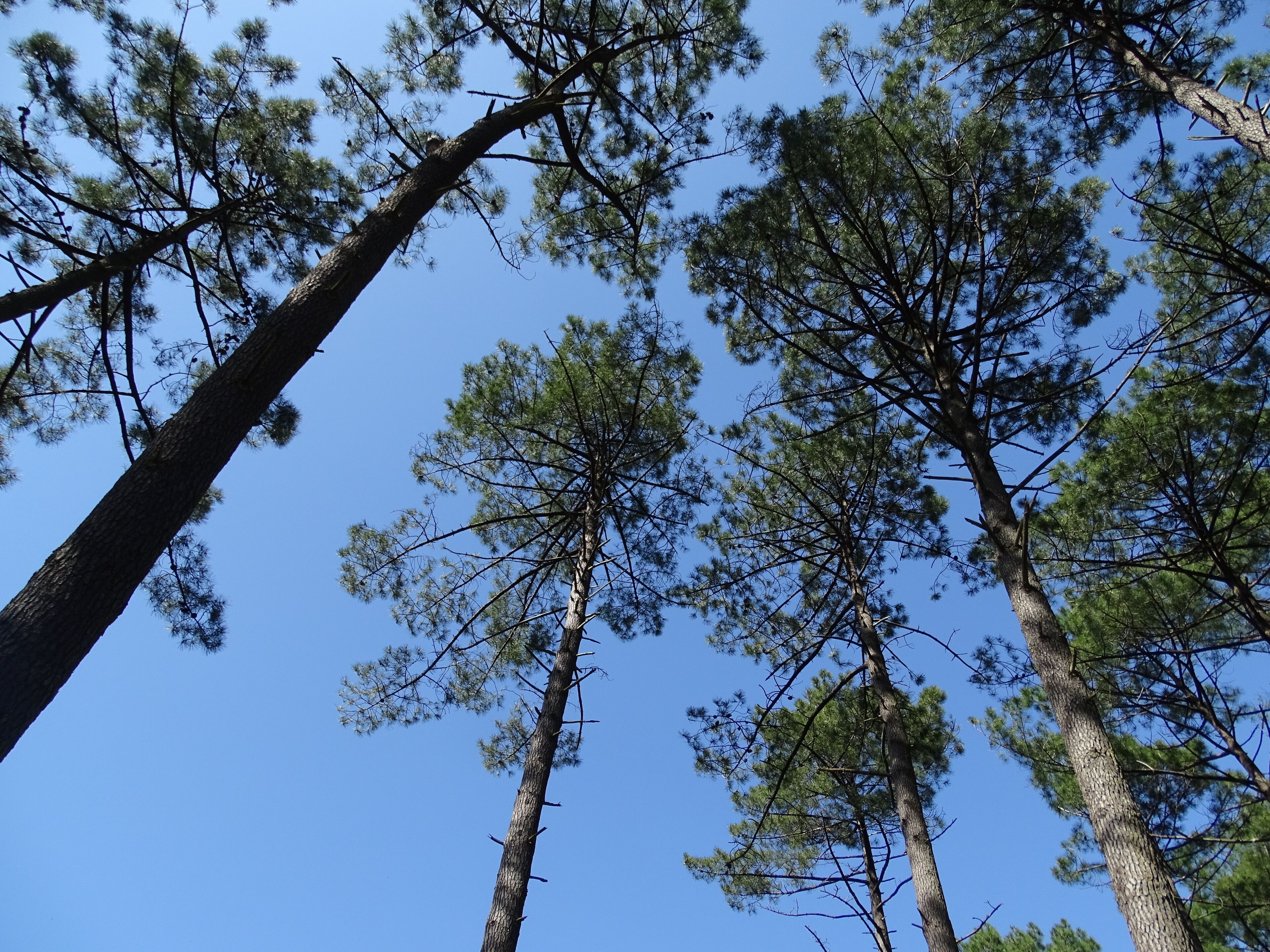 De grands pins se dressent sur fond de ciel bleu azur.
