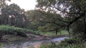 A river flowing through a forested area with dense vegetation and trees. - #6 Blakley Hobbit Campground-Tent spot (Viola)
