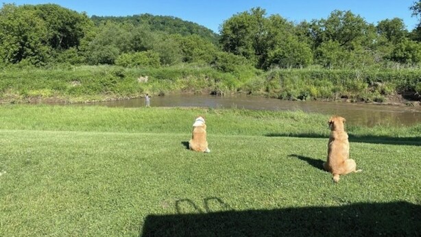 Two dogs sitting on a grassy field with a pond and trees in the background. - #6 Blakley Hobbit Campground-Tent spot (Viola)