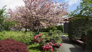 A garden with a cherry blossom tree, a pathway, and a bench. - Vacation apartment in Haus Wiesenblume: Apartment 1 (Willingen-Usseln)