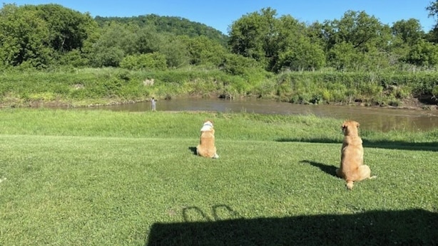 Zwei Hunde sitzen auf einer Wiese mit Teich und Bäumen im Hintergrund.