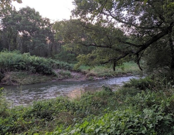 A river flowing through a forested area with dense vegetation and trees.