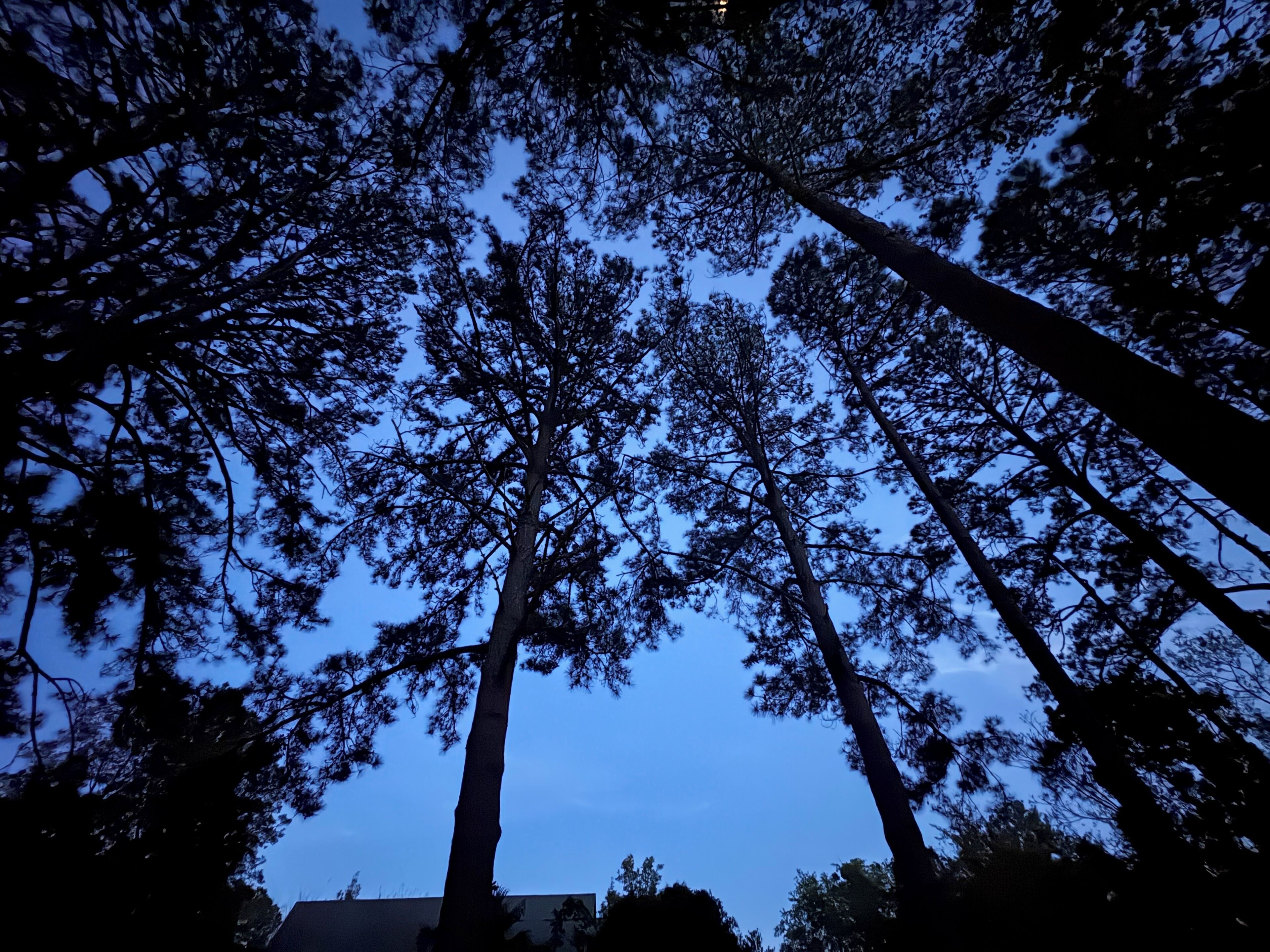 Une vue sur de grands arbres se découpant sur un ciel crépusculaire.