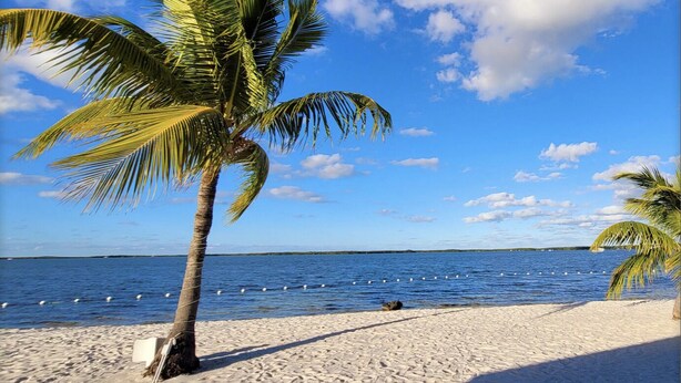 A beach with a palm tree and a clear blue sky. - 3 MIN FROM PRIVATE BEACH & BOAT RAMP (Key Largo)