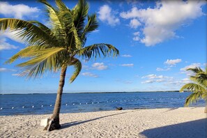 Ein Strand mit einer Palme und blauem Himmel.