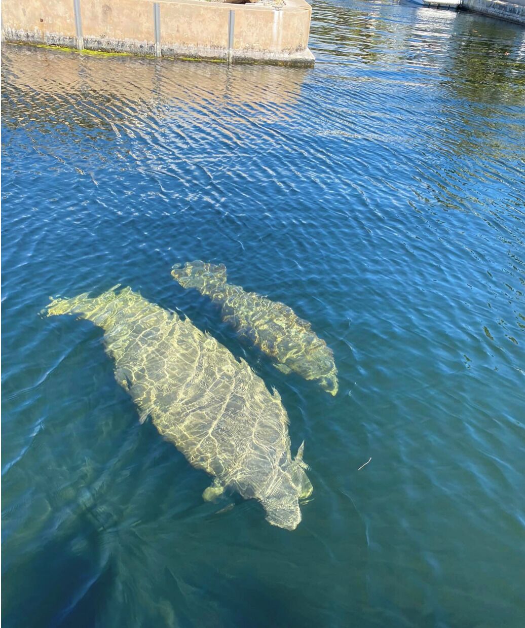 Two large turtles swimming in a clear pool with a concrete edge.