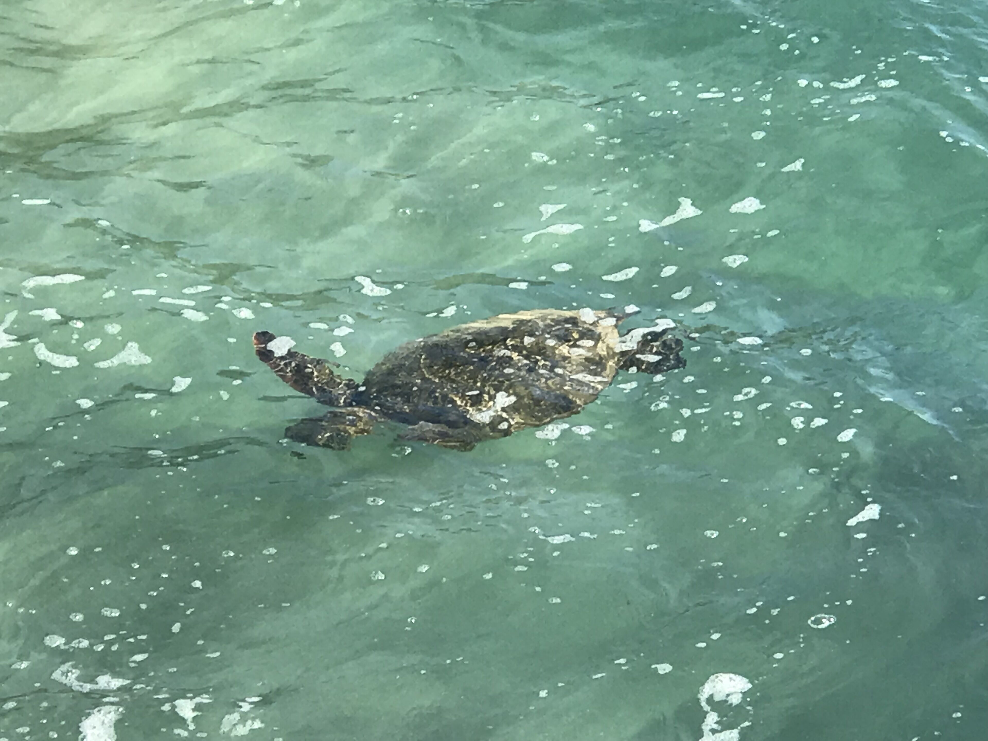 A sea turtle swimming in clear water.