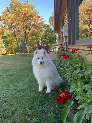 A white fluffy dog sitting on a grassy lawn with red flowers and trees in the background. - Perfect Grand Marais Get-Away! Pictured Rocks, snowmobile trails, beaches, etc (Grand Marais)
