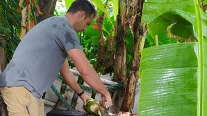 Une personne est en train de peler un fruit près d’une structure en bois. On aperçoit une corde et de grandes feuilles vertes en arrière-plan.
