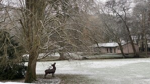 A deer standing in a snowy field with a building in the background. - 3-bedroom house in the heart of the National Forest Park (Arc-en-Barrois)