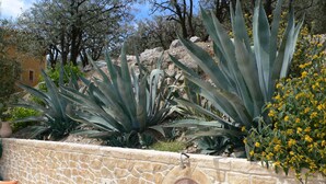 Eine Steinsäule mit kreisförmigem Mosaik, umgeben von großen Agavenpflanzen und gelben Blüten.