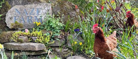 Àrea exterior de l'allotjament