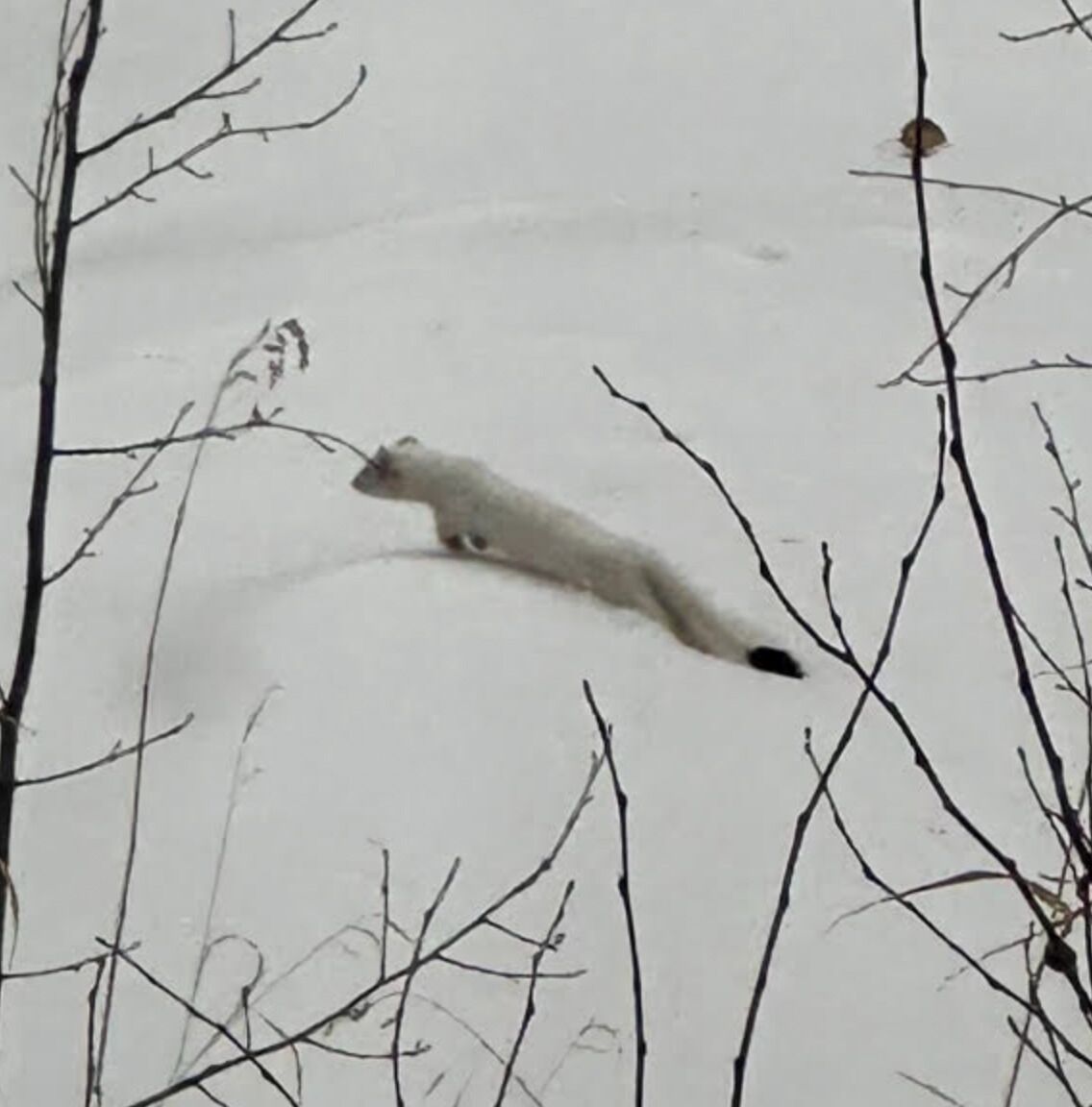 A white animal, possibly a fox, in a snowy environment with bare branches.