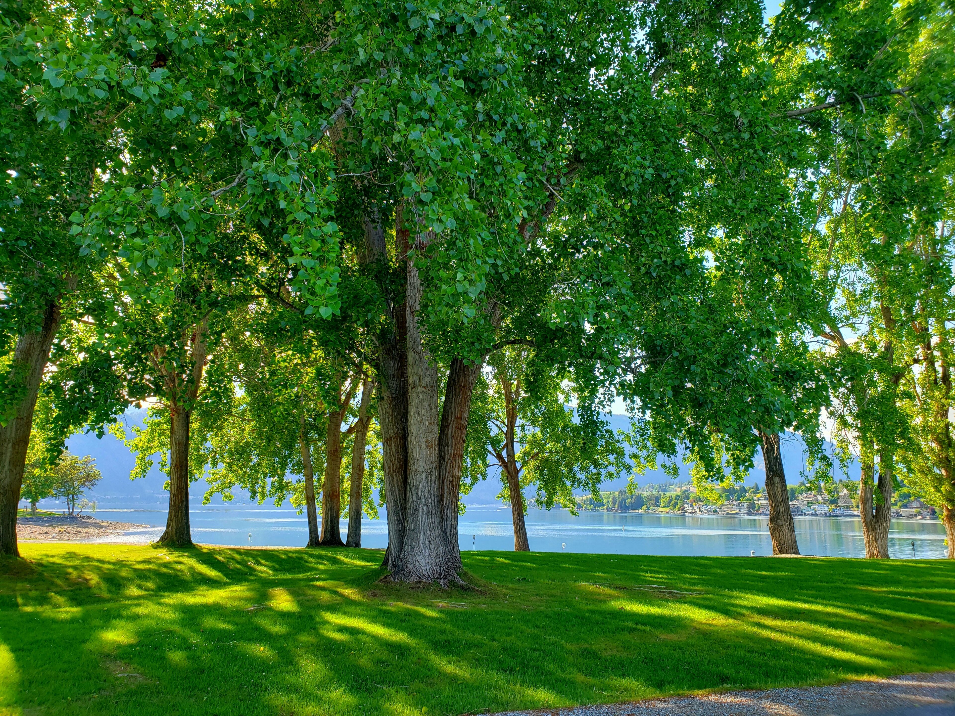 A park with a large tree in the foreground and a lake in the background.