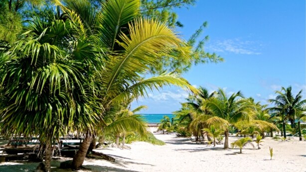 A beach with palm trees and a clear sky. - Private oceanfront house - lagoon access (Tulum)