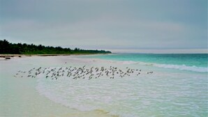 A beach with a flock of birds on the sand and the ocean in the background. - Private oceanfront house - lagoon access (Tulum)